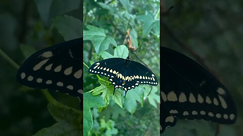 The most beautiful swallowtail butterfly! #butterfly #swallowtail