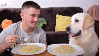 Spaghetti Eating Competition: My Golden Retriever Dog vs. Me