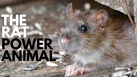 The Rat Power Animal
