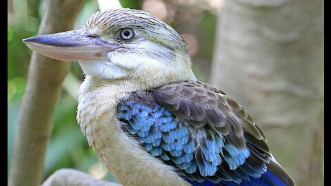 A kookaburra fowl in hostage