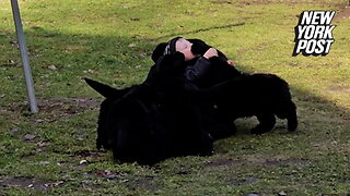 5-year-old swallowed up by Newfoundland puppy pile