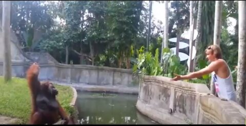 Clever Orangutan Repays The Man Who Gives Him A Treat In A Shocking Way