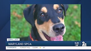 GMM Shout Out: Maryland SPCA