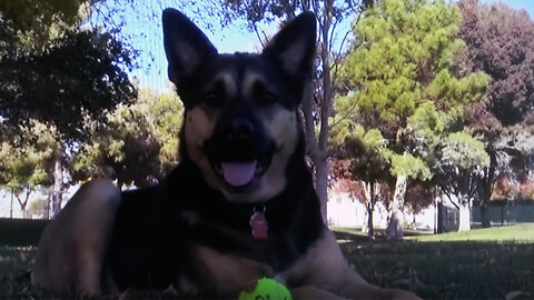 German Shepherd/Labrador Retriever at Henderson, NV Parks