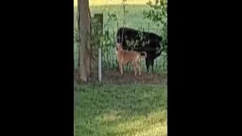 Gracie Mae with her Cow Friend