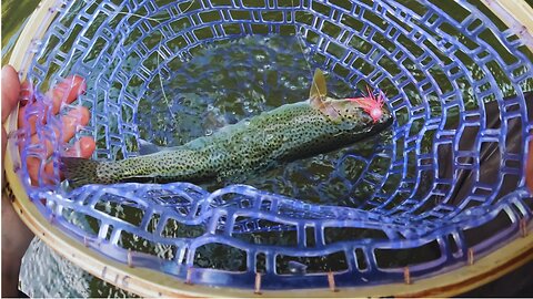 Catching PNW SEA RUN CUTTHROAT TROUT in Early Summer