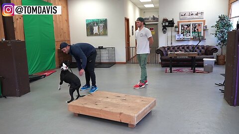 How to Train ANY DOG the basics- Dog Training foundation