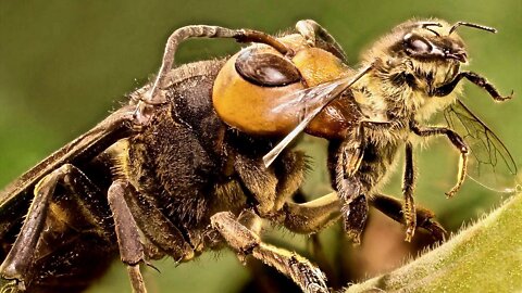Bees vs Hornets - Incredible Enemies - Amazing Battles