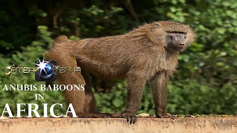 🌎 O Babuínos-Anúbis da África | Anubis Baboons In Africa | 2021