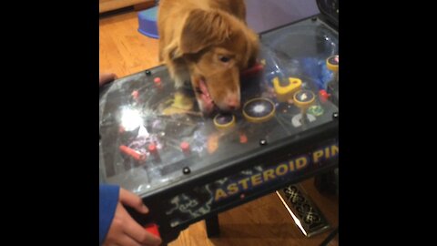Obsessed dog nearly eats pinball machine glass for pinball!!!
