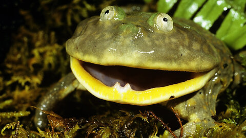 The Most Populated Amphibian In The World!
