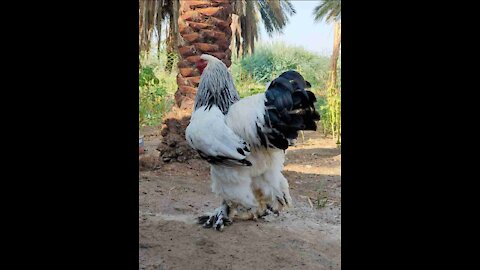 Arjun is the king of chicken parents and is the most beautiful chicken and given