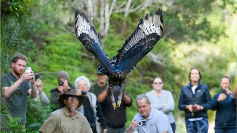 Watch: Rescue, rehabilitation and release of African Crowned Eagle (2)