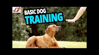 🐕 Basic Dog Training – TOP 10 Essential Commands Every Dog Should Know!