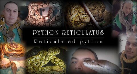PYTHON RETICULATUS (English version)