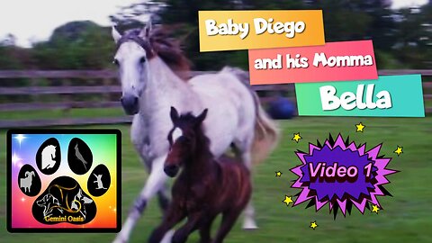 Gemini Oasis Horses: Diego & his momma, Bella
