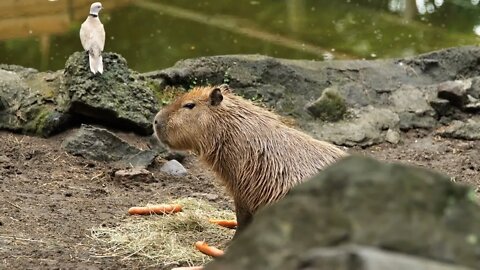 Capybara Hydrochoerus hydrochaeris captive Martinique zoo eating carrots