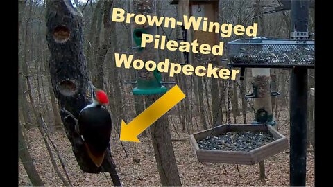 Pileated Woodpecker - Brown feathers