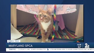Little Girl the cat is up for adoption at the Maryland SPCA