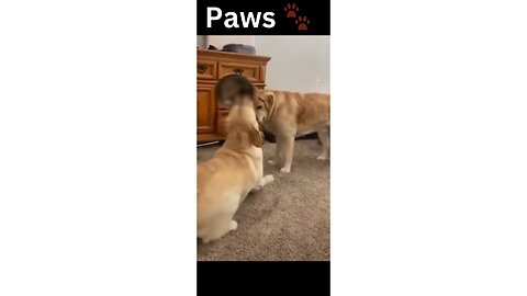 Paws and Chuckles: Hilarious Animal Moments