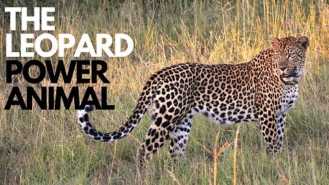 The Leopard Power Animal