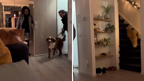 Cat Meets Dog For The First Time With Hilarious Results