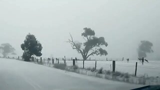 Kangaroos In The Snow