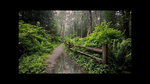 Rain hitting a puddle on a forest path at Tiger Mountain with birds singing in the background