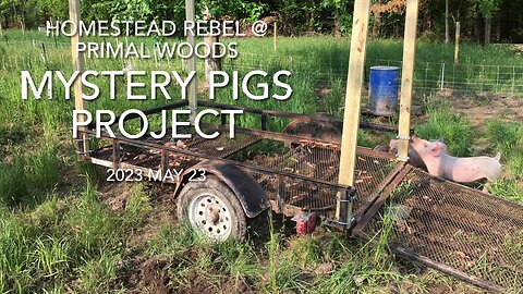 2023 May 23 Mystery Pigs Project