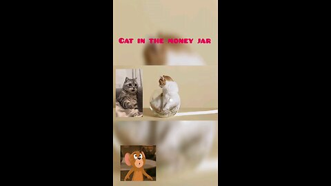 Cat in the money jar