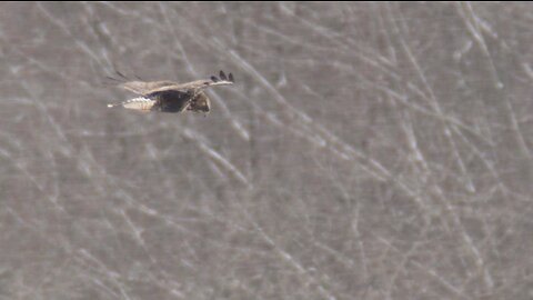 Rough-legged Hawk, 1/14/2023 (HD)