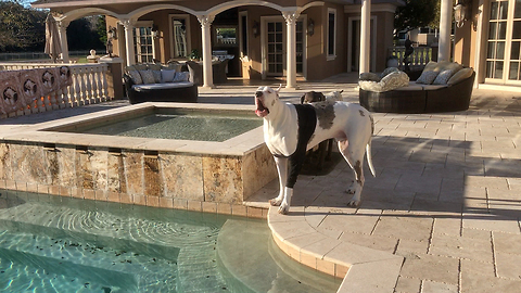 Great Dane Has Hysterical Hissy Fit After Mom Doesn't Let Him Go Swimming