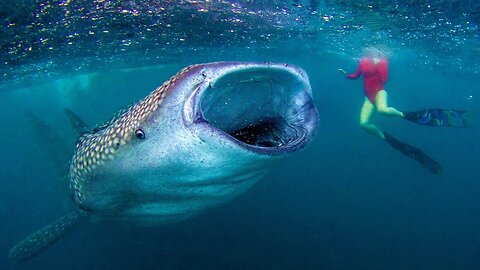 Whale Shark Encounters 🐋