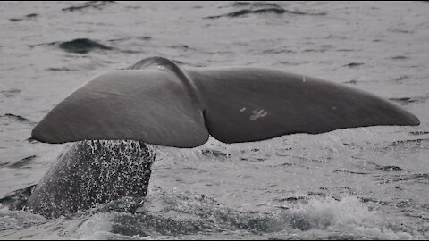 Aerial View Of A Whale