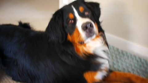 Bernese Mountain Dog goes nuts for vacuum cleaner