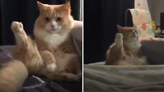 Adorable Kitty Is Definitely A True Yoga Master