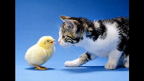 Kitten walk with chicken/teddy kitten 🐈 🐣