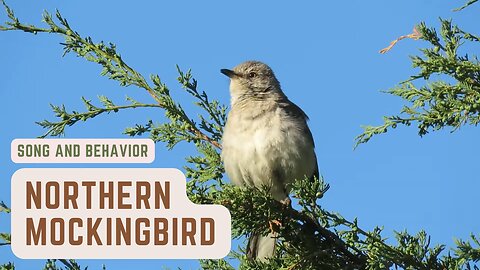Northern Mockingbird - Sounds and Calls - BirdSongUniverse
