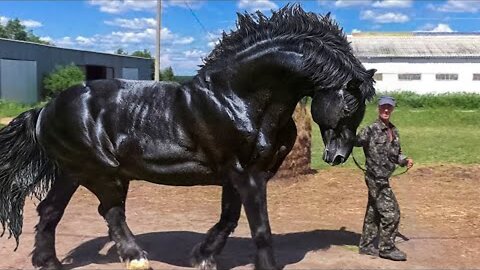 How the Mighty Gallop: A Journey Through the World's Most Powerful Horse Breeds