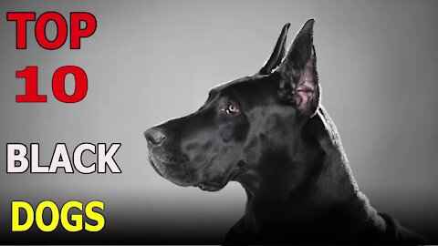 Top10 BLACK DOGS breeds in the world!