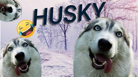 Hilarious Siberian Husky antics, Silly Siberian Huskies: You won't stop laughing