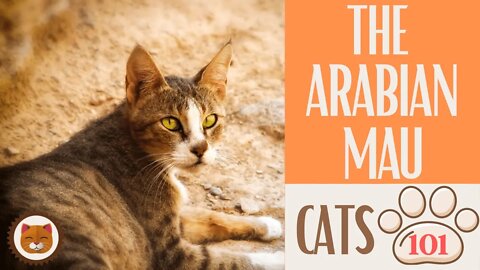 🐱 Cats 101 🐱 ARABIAN MAU - Top Cat Facts about the ARABIAN MAU #KittensCorner