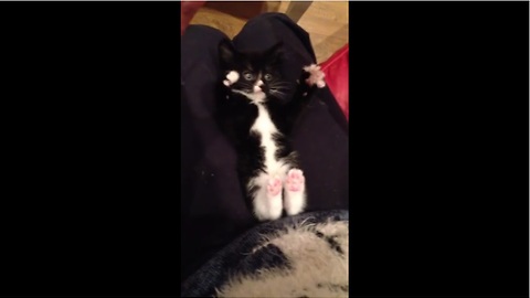 Rescue kitten being tickled is an extreme cuteness overload!
