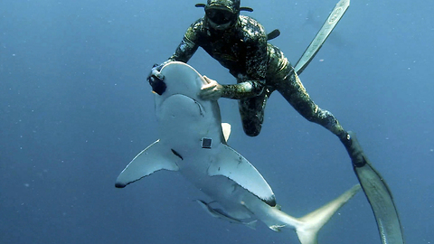 Diver Puts Shark In Trance To Remove Hook From Its Mouth
