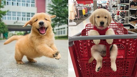 Golden retriever videos discount funny