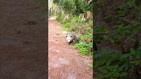 Curious Possum on Trail In Florida #nature #wildlife