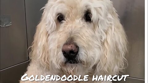 Senior Goldendoodle Gets Pampered