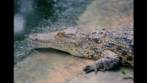 What a Starling force - Video crocodile