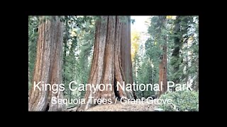 Kings Canyon National Park/Grant Grove/Sequoia Trees