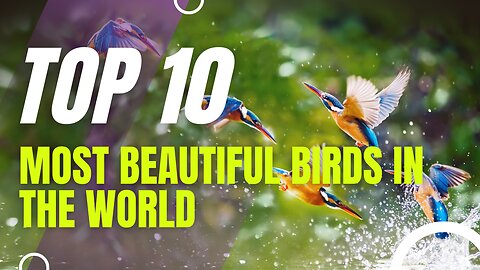 Feathered Wonders | Top 10 Most Beautiful Birds in the World